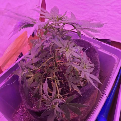 Critical Red growlog photo: Algumas folhas com danos de fertilizante. Vou seguir três regas sem fertilizantes para balancear. 