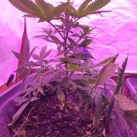 Critical Red growlog timeline photo