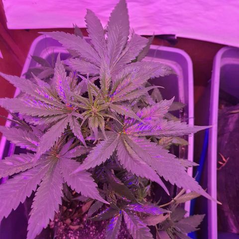 Critical Red growlog timeline photo