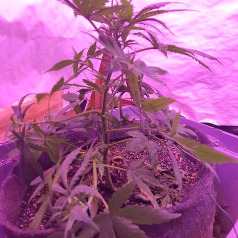 Critical Red growlog photo: Algumas folhas com danos de fertilizante. Vou seguir três regas sem fertilizantes para balancear. 