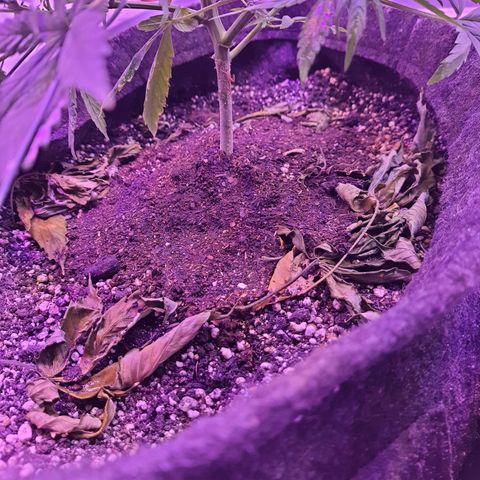 Critical Red growlog photo: Bokashi na base da planta 
