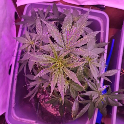 Critical Red growlog timeline photo