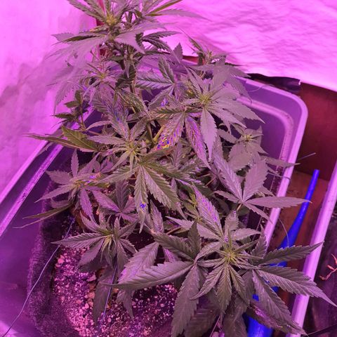 Critical Red growlog timeline photo