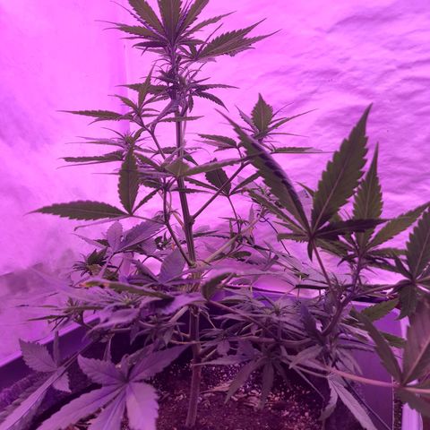 Critical Red growlog timeline photo