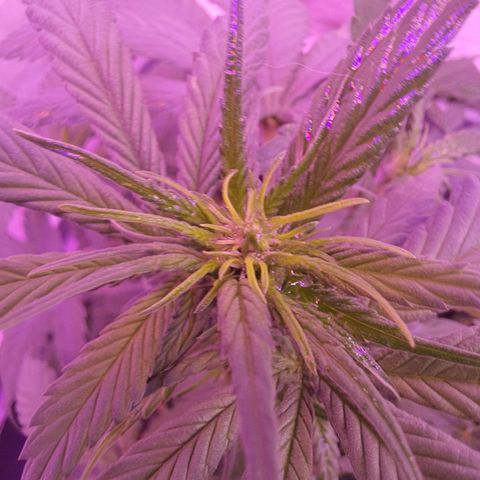 Critical Red growlog timeline photo
