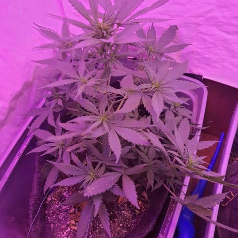 Critical Red growlog timeline photo