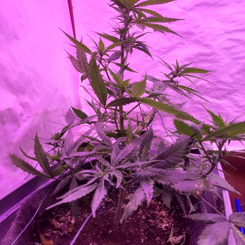Critical Red growlog timeline photo