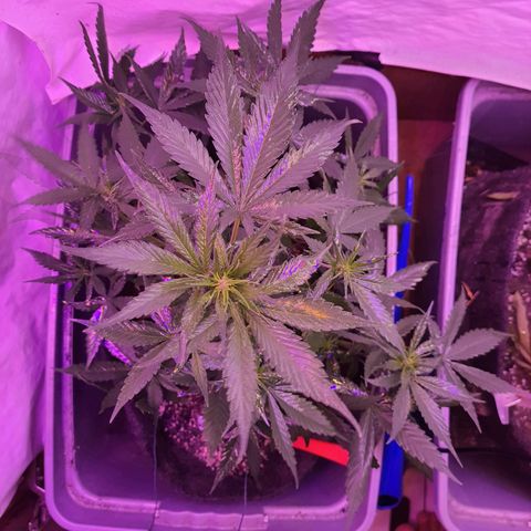 Critical Red growlog timeline photo