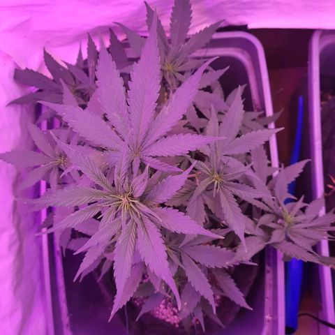 Critical Red growlog timeline photo