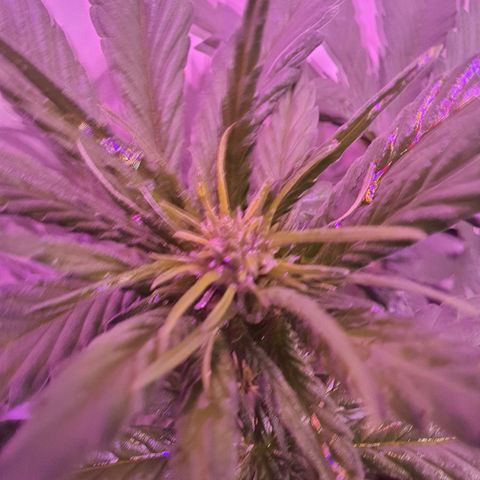 Critical Red growlog timeline photo