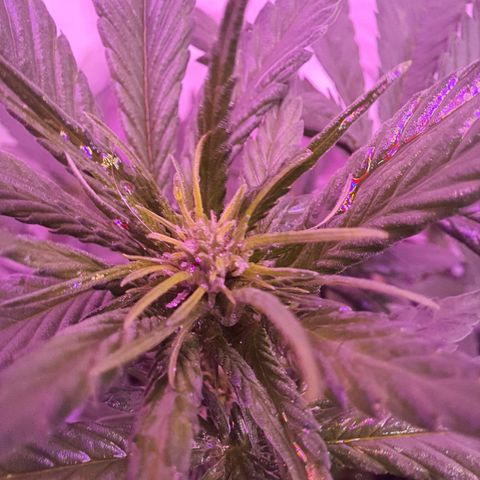Critical Red growlog timeline photo