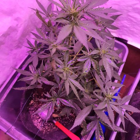 Critical Red growlog timeline photo