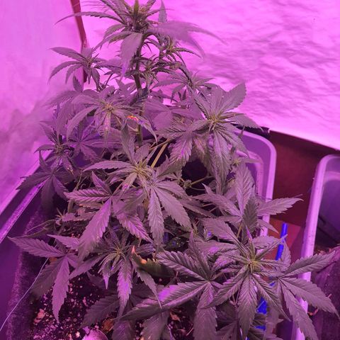 Critical Red growlog timeline photo