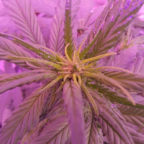 Critical Red growlog timeline photo
