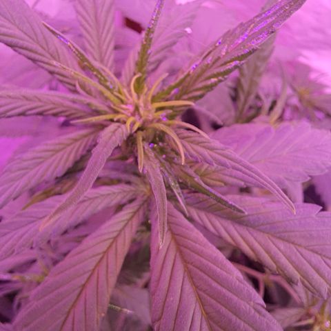Critical Red growlog timeline photo