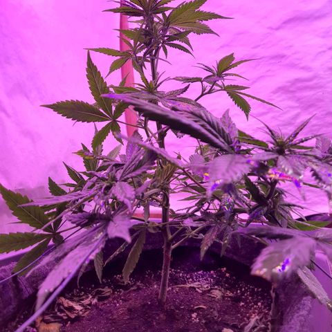 Critical Red growlog timeline photo