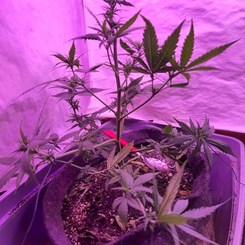Critical Red growlog photo: Poda devido a floração 