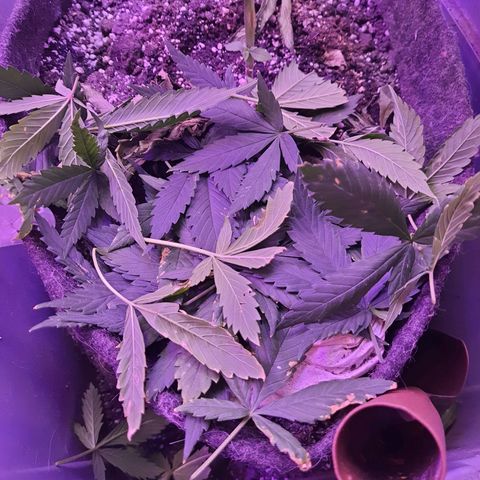 Critical Red growlog photo: Cerca de 15 folhas 