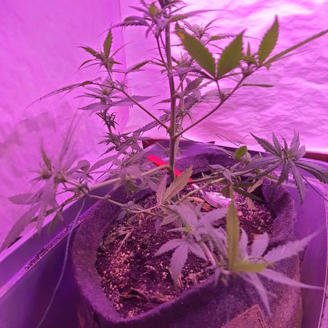 Critical Red growlog timeline photo