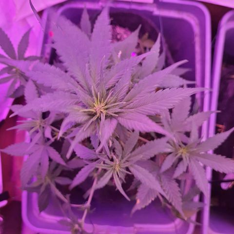 Critical Red growlog timeline photo