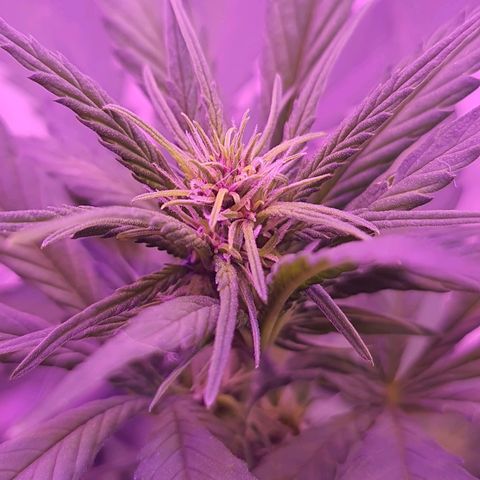Critical Red growlog timeline photo