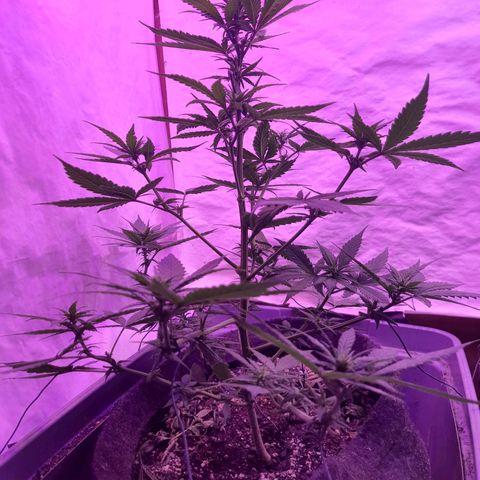 Critical Red growlog timeline photo
