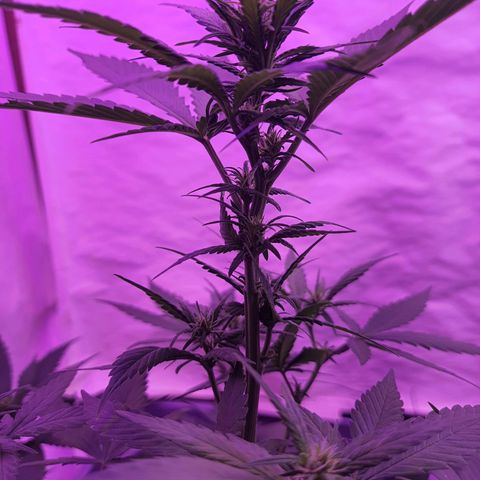 Critical Red growlog photo: Todos galhos alongado bem, realmente ela entrou na floração 😀 