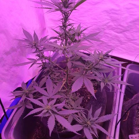 Critical Red growlog timeline photo