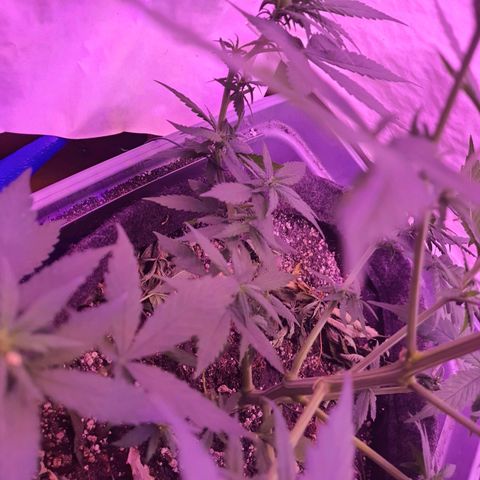Critical Red growlog photo: Todos galhos alongado bem, realmente ela entrou na floração 😀 