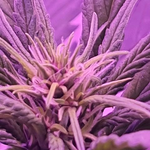 Critical Red growlog photo: Um close na flor do ramo principal 