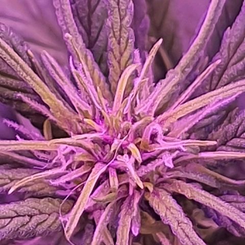Critical Red growlog photo: Um close na flor do ramo principal 