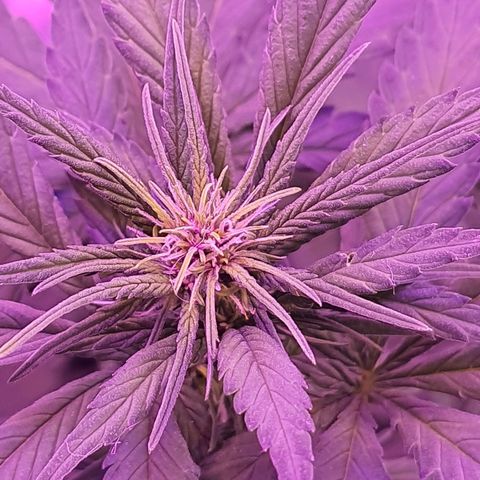 Critical Red growlog photo: Um close na flor do ramo principal 