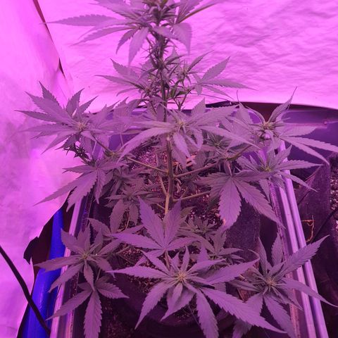 Critical Red growlog timeline photo
