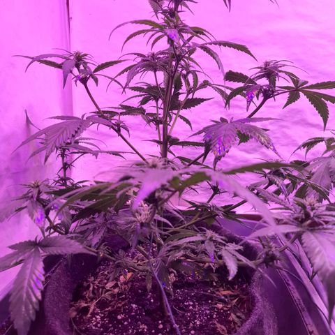 Critical Red growlog timeline photo