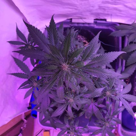 Critical Red growlog timeline photo