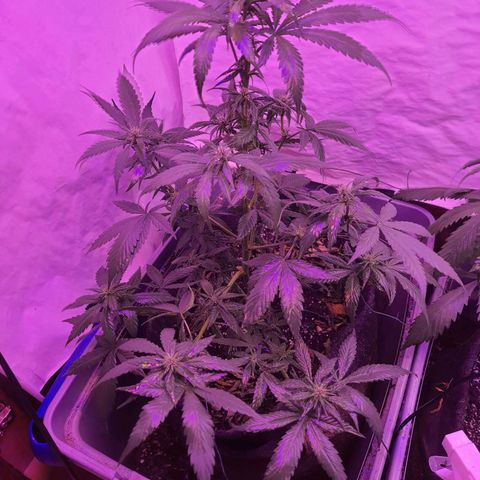 Critical Red growlog timeline photo