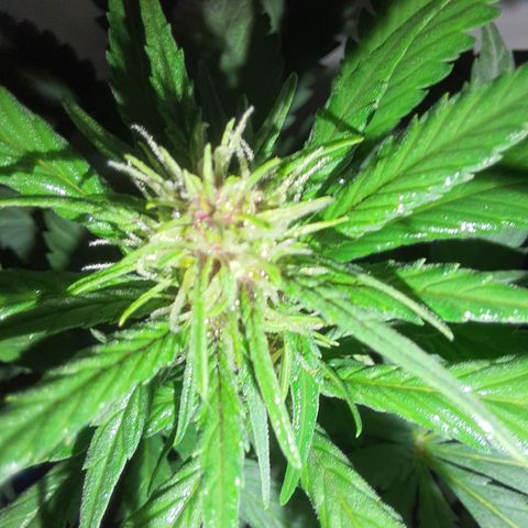Critical Red growlog photo: As flores ficarão vermelhas como esperado. 85%de chance de ocorrer. Red Critical Automix 