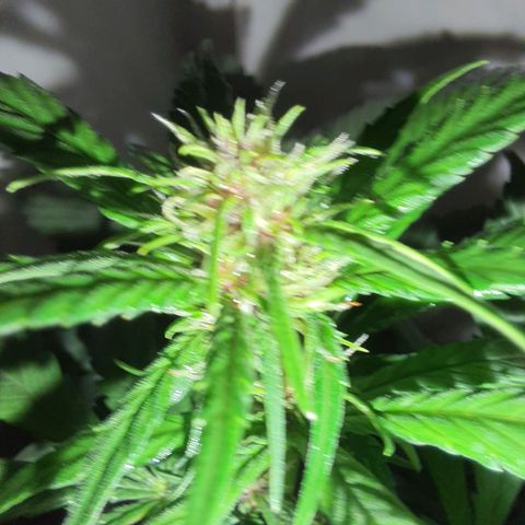Critical Red growlog photo: As flores ficarão vermelhas como esperado. 85%de chance de ocorrer. Red Critical Automix 