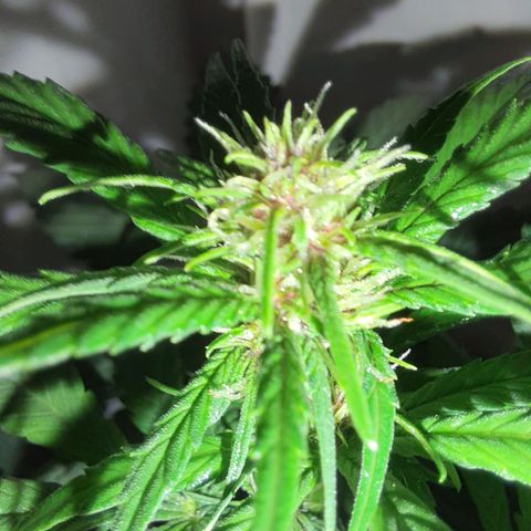 Critical Red growlog photo: As flores ficarão vermelhas como esperado. 85%de chance de ocorrer. Red Critical Automix 