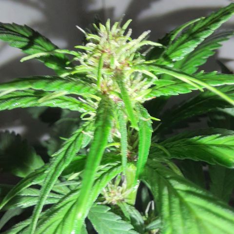 Critical Red growlog photo: As flores ficarão vermelhas como esperado. 85%de chance de ocorrer. Red Critical Automix 