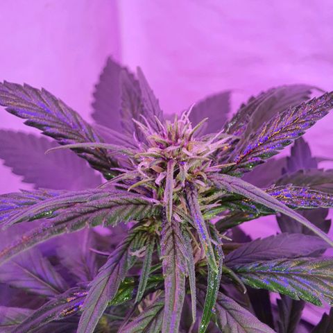 Critical Red growlog timeline photo