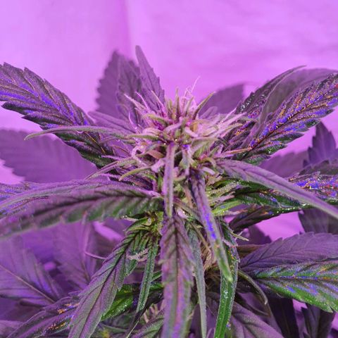 Critical Red growlog timeline photo