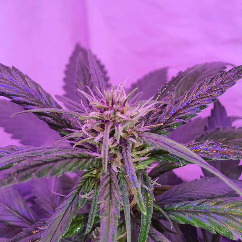 Critical Red growlog timeline photo