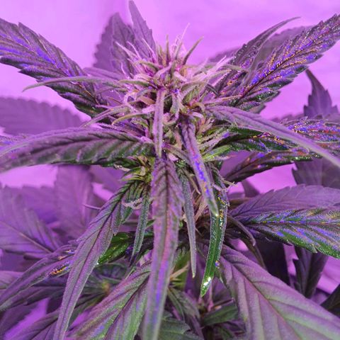 Critical Red growlog timeline photo