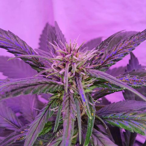 Critical Red growlog timeline photo