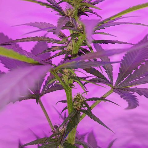 Critical Red growlog timeline photo