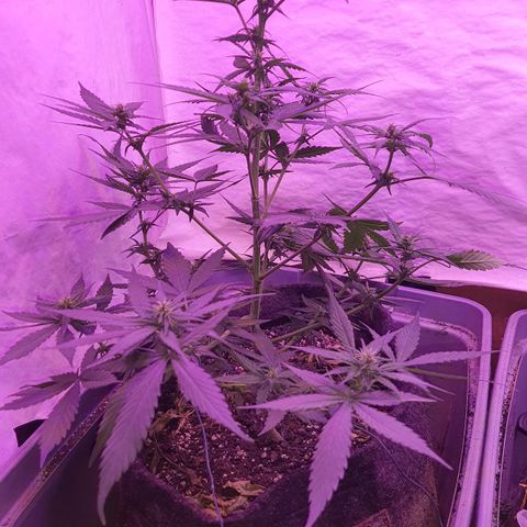 Critical Red growlog timeline photo