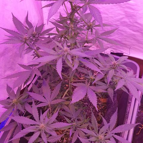 Critical Red growlog timeline photo