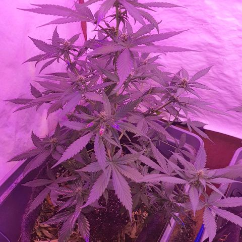 Critical Red growlog timeline photo
