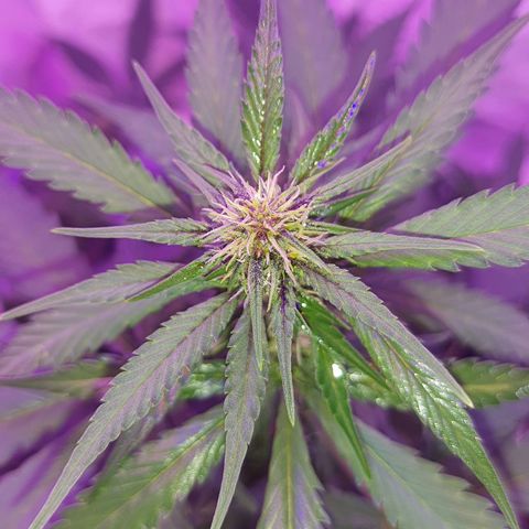 Critical Red growlog timeline photo